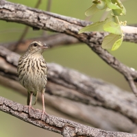 Świergotek kreskowany - Anthus lineiventris - Striped Pipit