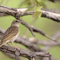 Świergotek kreskowany - Anthus lineiventris - Striped Pipit