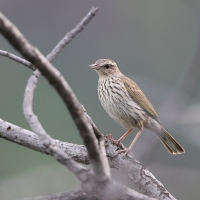 Świergotek kreskowany - Anthus lineiventris - Striped Pipit