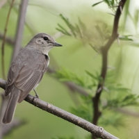 Muchołówka popielata - Muscicapa caerulescens - Ashy Flycatcher