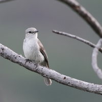 Muchołówka popielata - Muscicapa caerulescens - Ashy Flycatcher