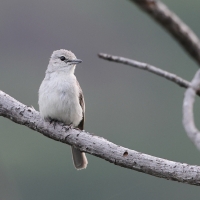 Muchołówka popielata - Muscicapa caerulescens - Ashy Flycatcher