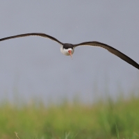 Brzytwodziób afrykański - Rynchops flavirostris - African Skimmer