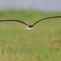 Brzytwodziób afrykański - Rynchops flavirostris - African Skimmer