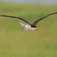 Brzytwodziób afrykański - Rynchops flavirostris - African Skimmer