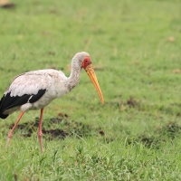 Dławigad afrykański - Mycteria ibis - Yellow-billed Stork