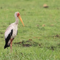 Dławigad afrykański - Mycteria ibis - Yellow-billed Stork