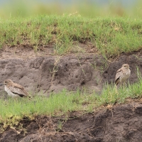 Kulon nadwodny - Burhinus vermiculatus - Water Thick-knee