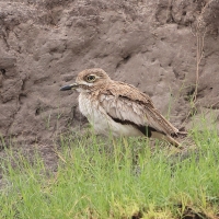 Kulon nadwodny - Burhinus vermiculatus - Water Thick-knee