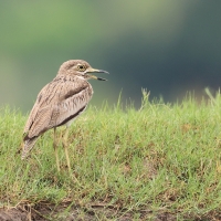 Kulon rzeczny - Burhinus senegalensis - Senegal Thick-knee