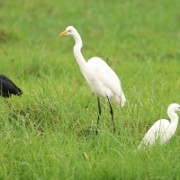 Czapla biała - Ardea alba - Western Great Egret