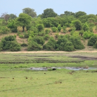 Rzeka Chobe kolo Kasane