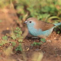 Motylik sawannowy - Uraeginthus angolensis - Blue-breasted Cordon-bleu