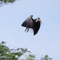 Ibis białowąsy - Bostrychia hagedash - Hadada Ibis