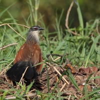 Kukal białobrewy - Centropus superciliosus - White-browed Coucal