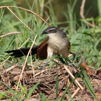 Kukal białobrewy - Centropus superciliosus - White-browed Coucal