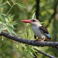 Łowiec szarogłowy - Halcyon leucocephala - Grey-headed Kingfisher
