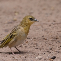 Wikłacz śliniaczkowy - Ploceus xanthopterus - Southern Brown-throated Weaver