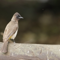 Bilbil okopcony - Pycnonotus tricolor - Dark-capped Bulbul