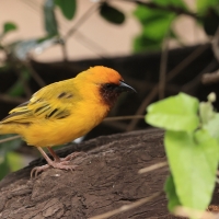 Wikłacz śliniaczkowy - Ploceus xanthopterus - Southern Brown-throated Weaver