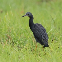Czapla łupkowata - Egretta vinaceigula - Slaty Egret