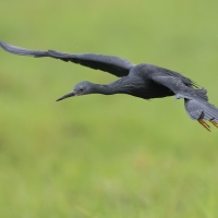 Czapla łupkowata - Egretta vinaceigula - Slaty Egret