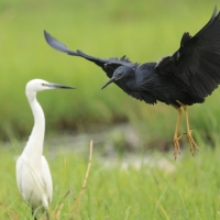 Czapla łupkowata - Egretta vinaceigula - Slaty Egret