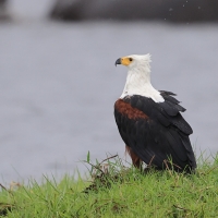 Bielik afrykański - Haliaeetus vocifer - African Fish Eagle
