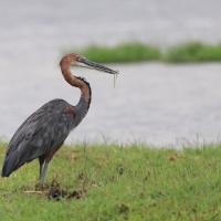 Czapla olbrzymia - Ardea goliath - Goliath Heron