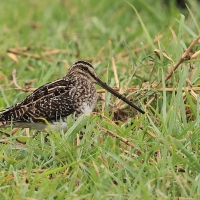 Bekas afrykański - Gallinago nigripennis - African snipe