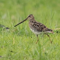 Bekas afrykański - Gallinago nigripennis - African snipe