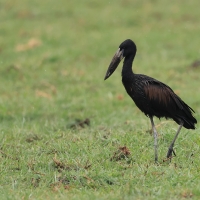 Kleszczak afrykański - Anastomus lamelligerus - African Openbill