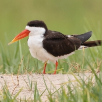 Brzytwodziób afrykański - Rynchops flavirostris - African Skimmer