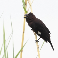 Brunatniczka - Amblyospiza albifrons - Grosbeak Weaver
