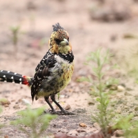Brodal czubaty - Trachyphonus vaillantii - Crested Barbet