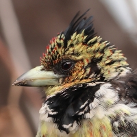 Brodal czubaty - Trachyphonus vaillantii - Crested Barbet