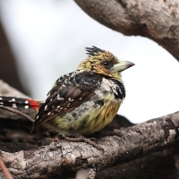 Brodal czubaty - Trachyphonus vaillantii - Crested Barbet