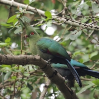 Turak długoczuby - Tauraco schalowi - Schalow's Turaco