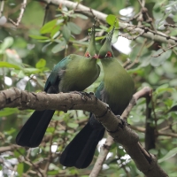 Turak długoczuby - Tauraco schalowi - Schalow's Turaco