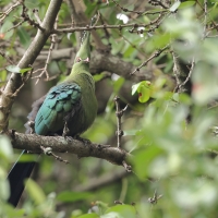 Turak długoczuby - Tauraco schalowi - Schalow's Turaco