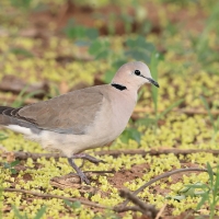 Synogarlica popielata - Streptopelia capicola - Ring-necked Dove