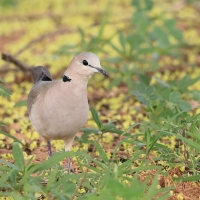 Synogarlica popielata - Streptopelia capicola - Ring-necked Dove