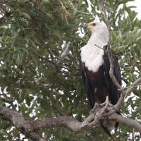 Bielik afrykański - Haliaeetus vocifer - African Fish Eagle