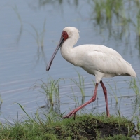Warzęcha czerwonolica - Platalea alba - African Spoonbill