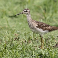 Łęczak - Tringa glareola - Wood Sandpiper
