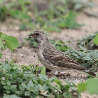 Afrokulczyk żółtorzytny - Crithagra atrogularis - Black-throated canary