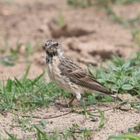 Afrokulczyk żółtorzytny - Crithagra atrogularis - Black-throated canary