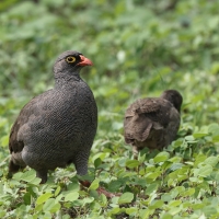Szponiastonóg krasnodzioby - Pternistis adspersus - Red-billed Francolin