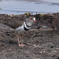 Sieweczka śniada - Charadrius tricollaris - Three-banded Plover