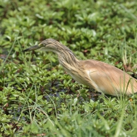 Czapla modronosa - Ardeola ralloides - Squacco Heron